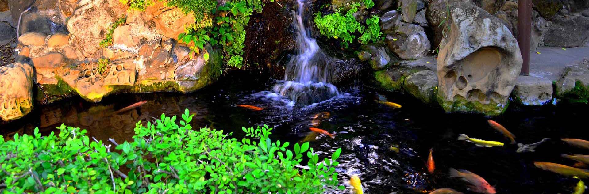 Fish Pond Cleaning & Maintenance Brisbane/Gold Coast