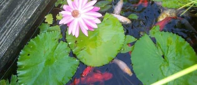 pond-water-plants