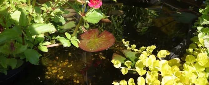 pond-green