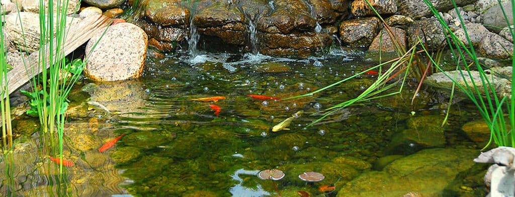 Fish Pond
