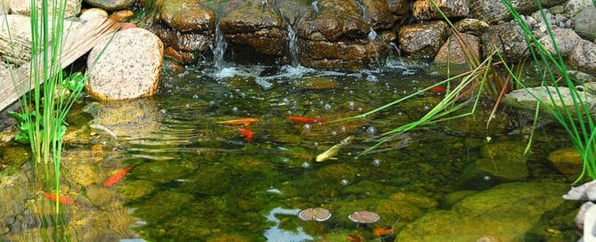 Fish Pond