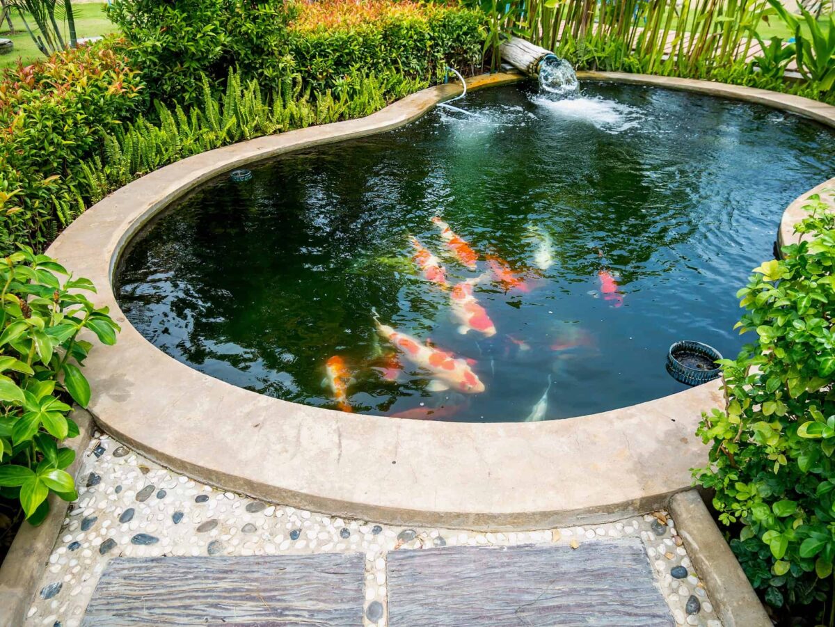 Fish Pond