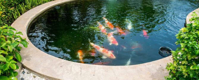 Fish Pond