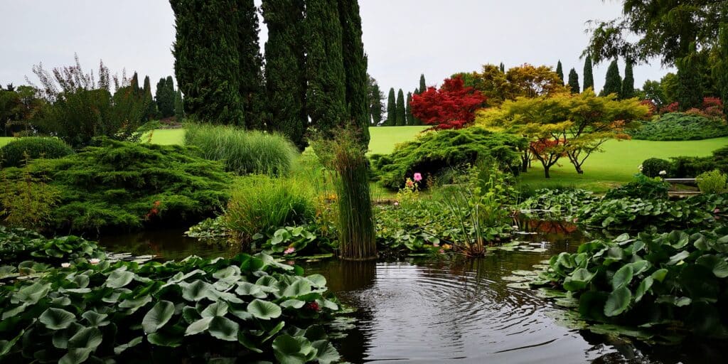 Pond Landscape
