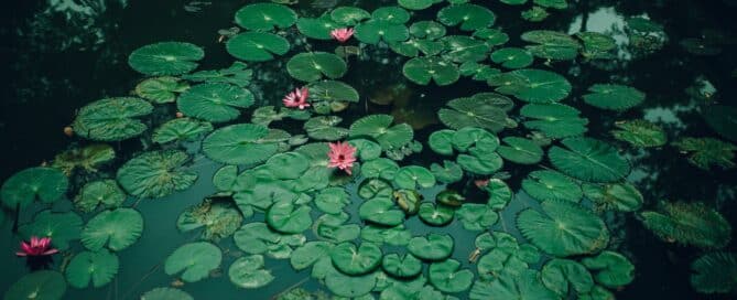 Pond Plants