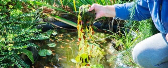 Algae Removal
