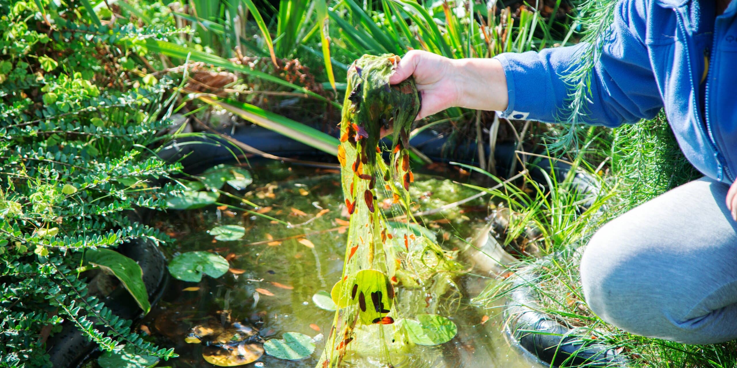Algae Removal