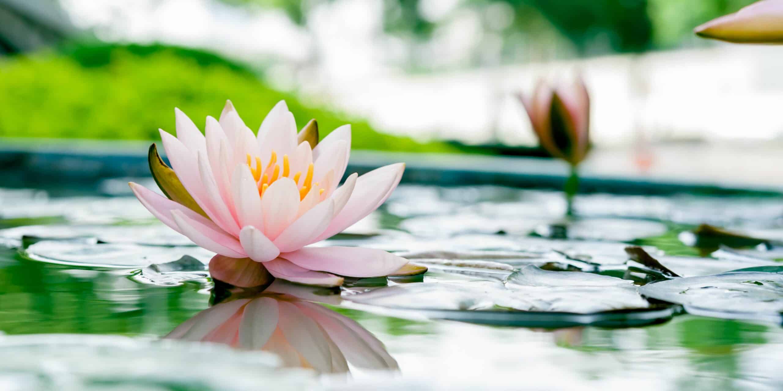 Water lily floating in a pond