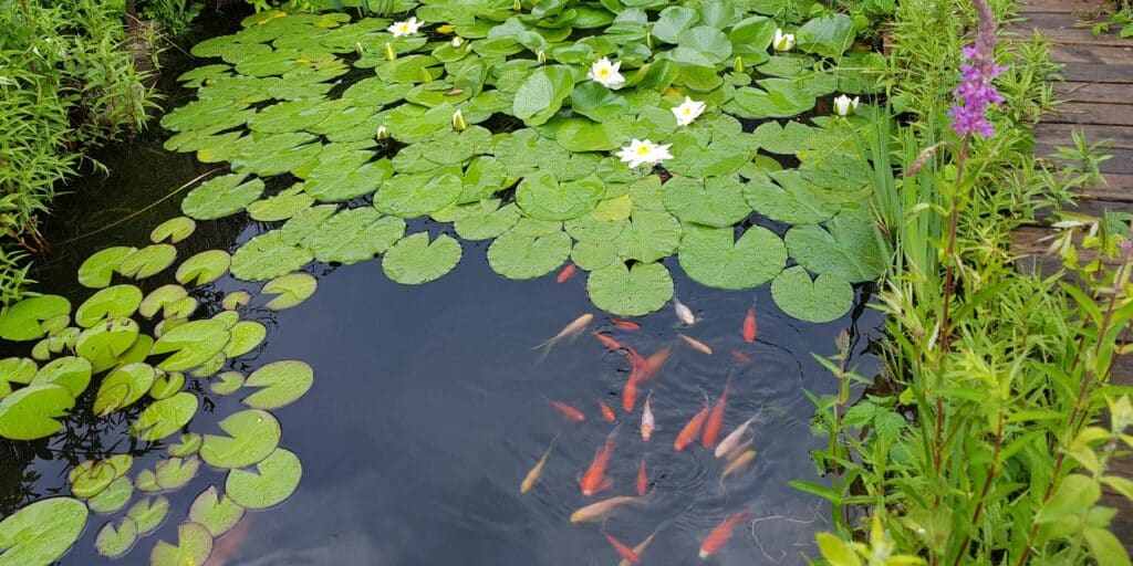 Pond Plants