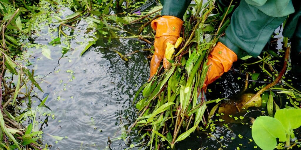 Pond Cleaning