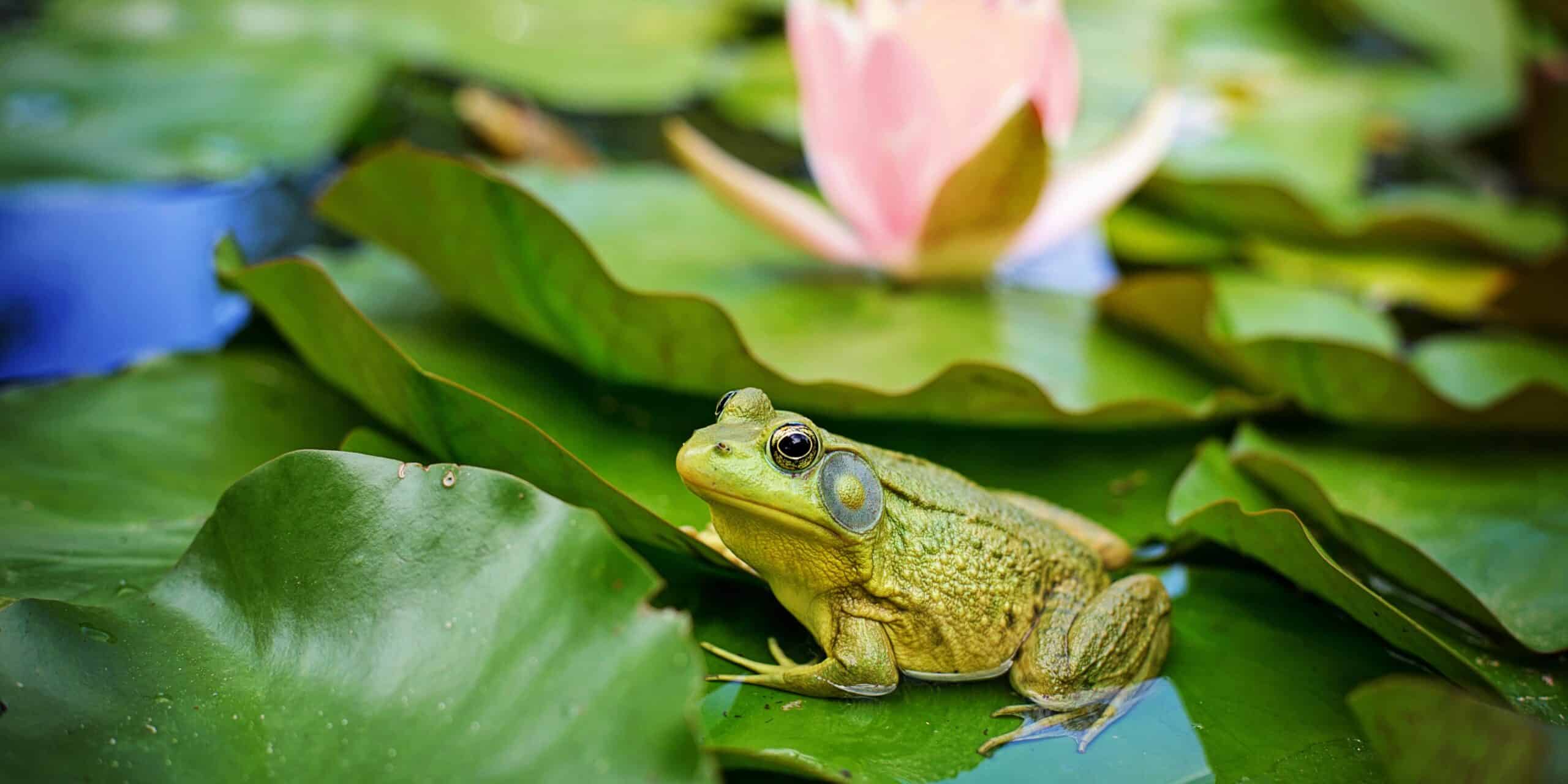 frog on a Lilypad