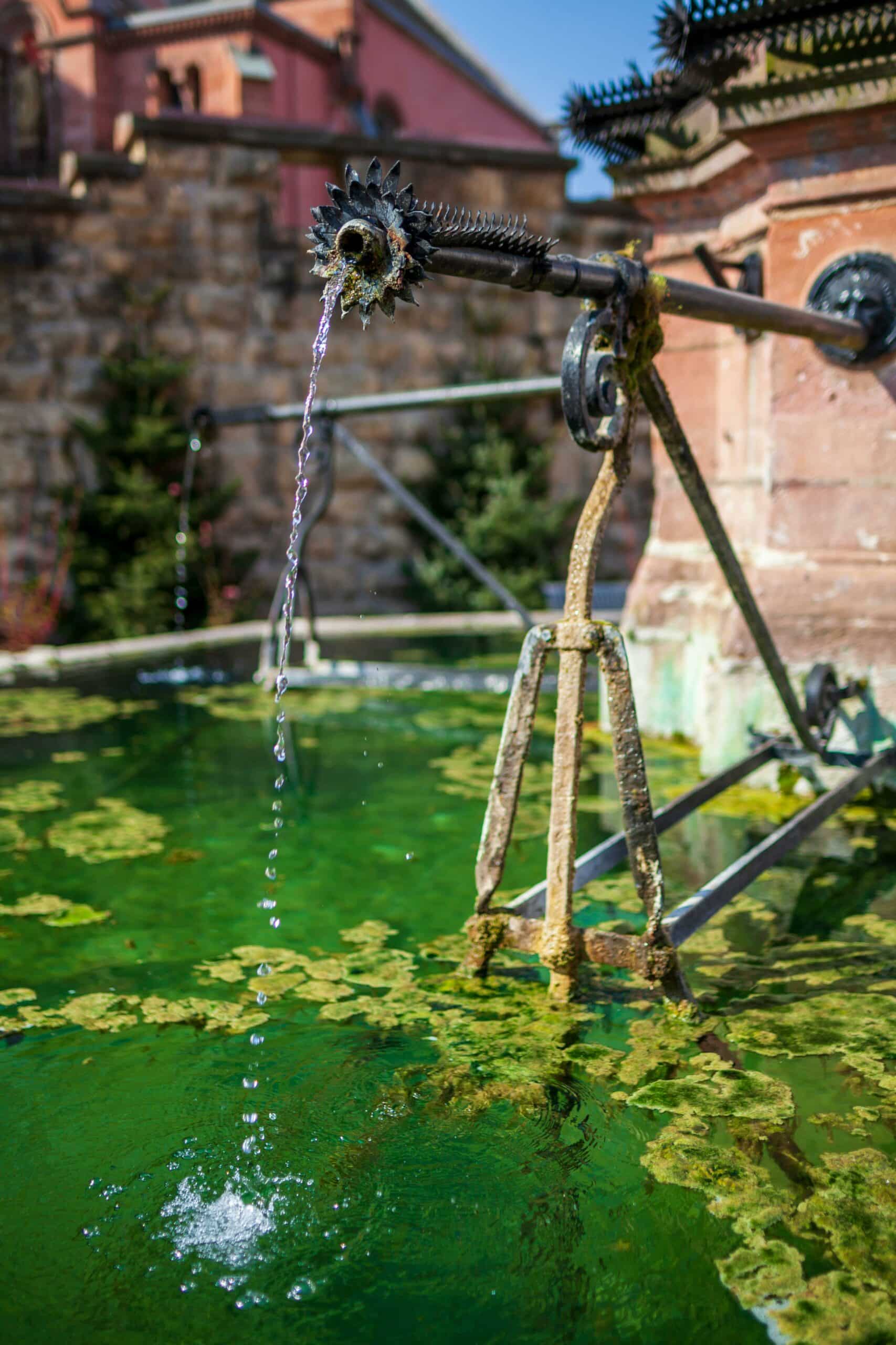 Algae