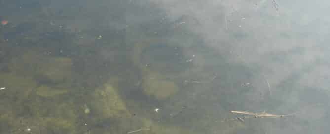 Dirty Pond