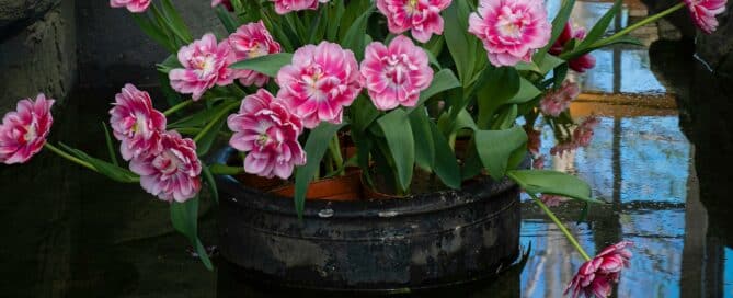 Fishpond Decor