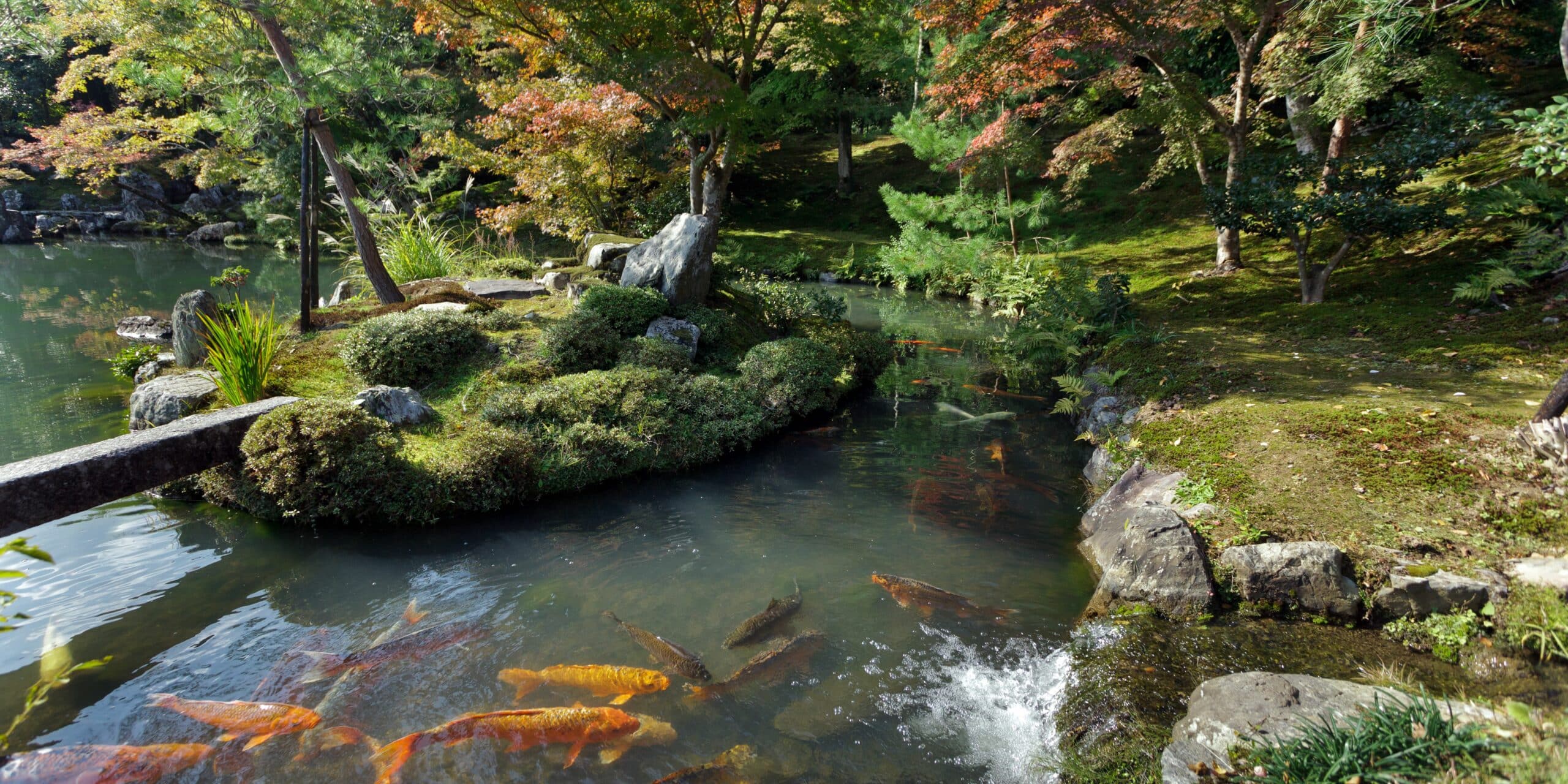 A pond with healthy aquatic plants and fish