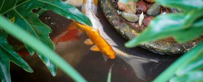 Fish Pond
