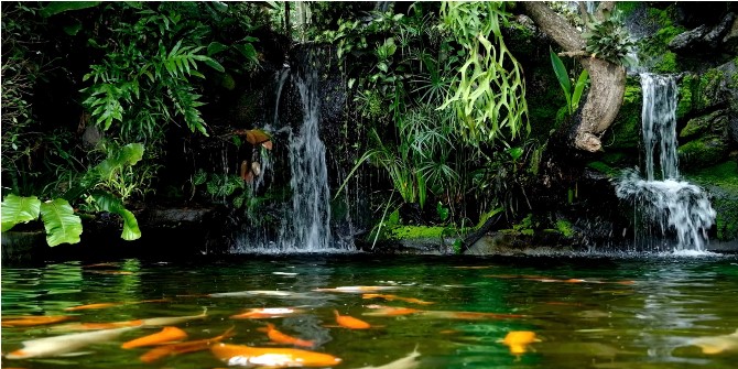 Fish Pond