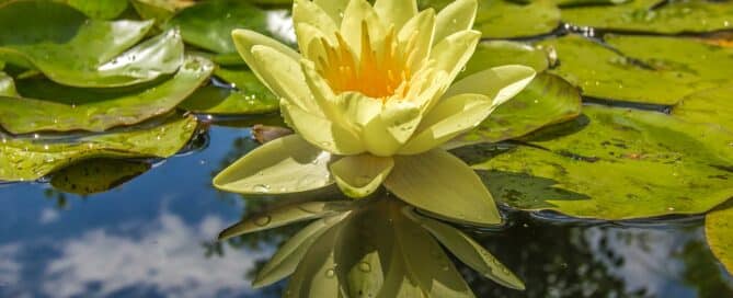 Pond Plant