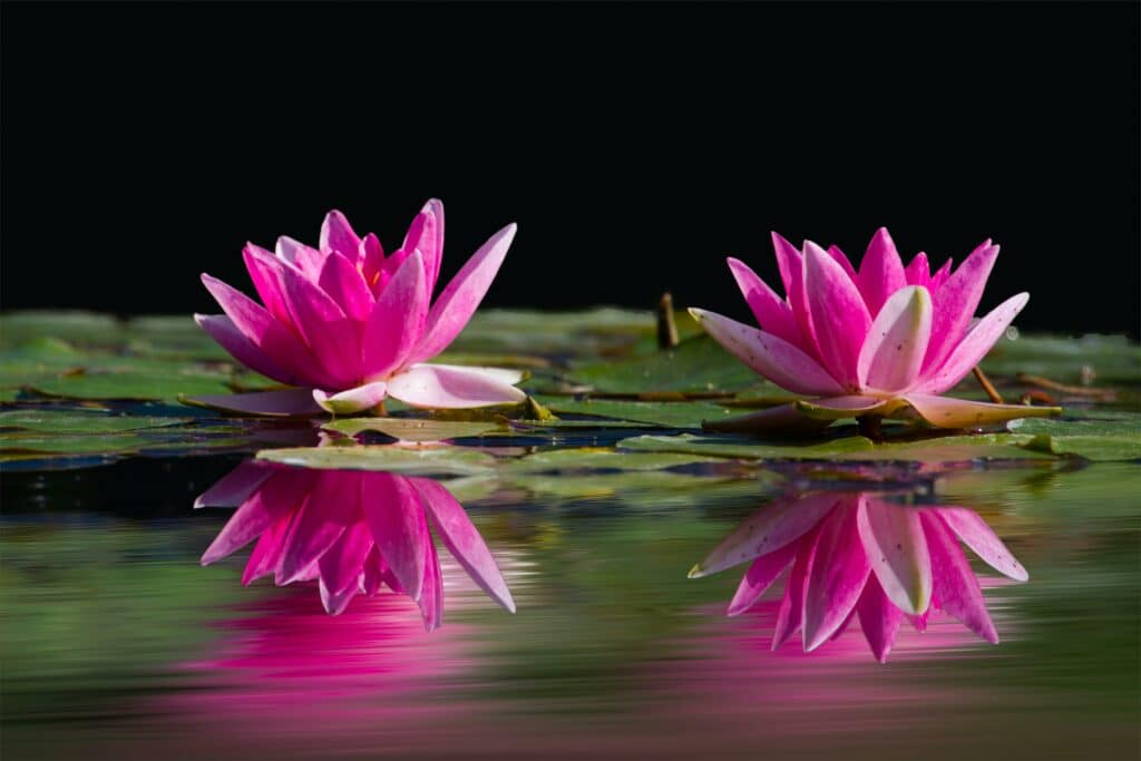 Water Lily