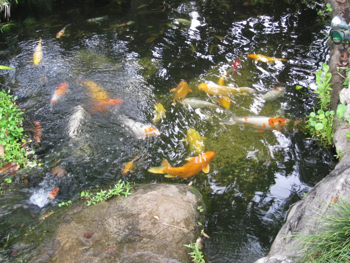 fishpond