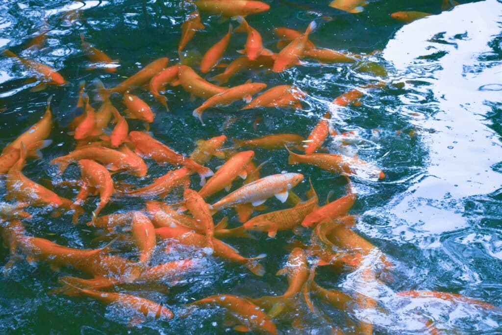 Fish Pond