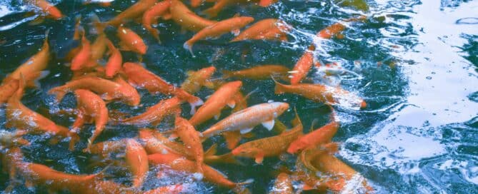 Fish Pond