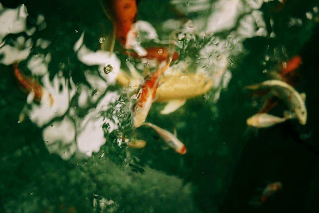 Fishpond