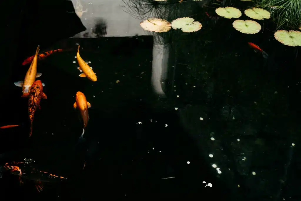 Fishpond