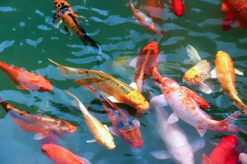 Fishpond