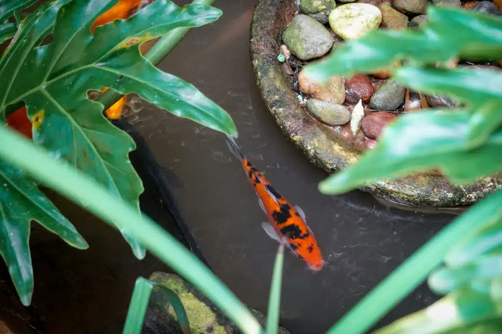 Fishpond