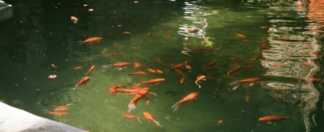 Fishpond