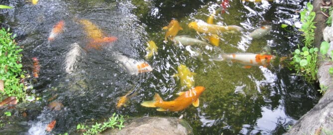 fishpond