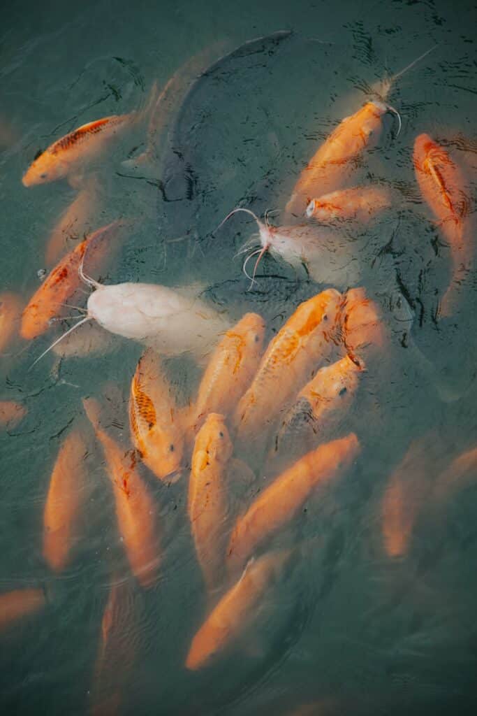 Fishpond