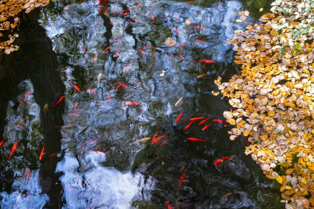 Fishpond
