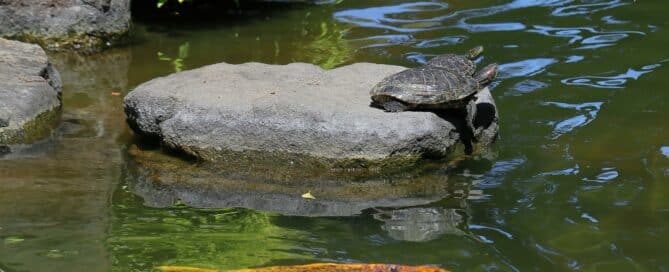 Fishpond with a turtle