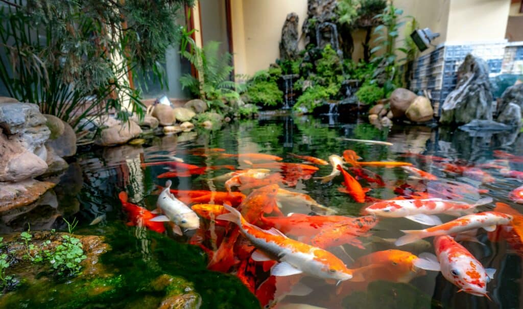 Garden FIshpond