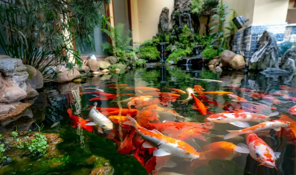 Garden FIshpond