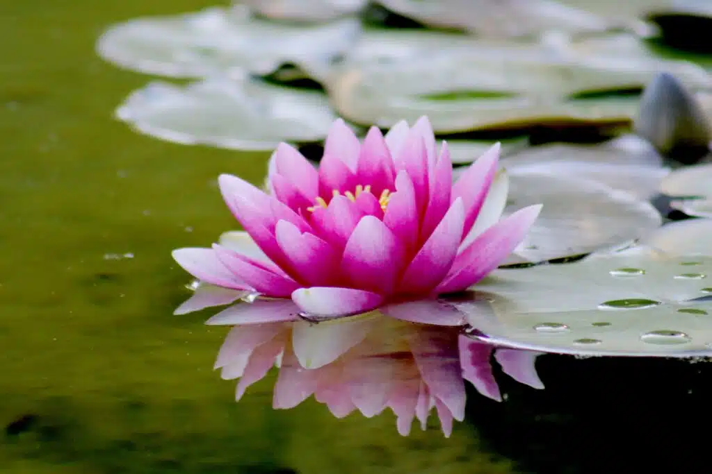 Garden Pond