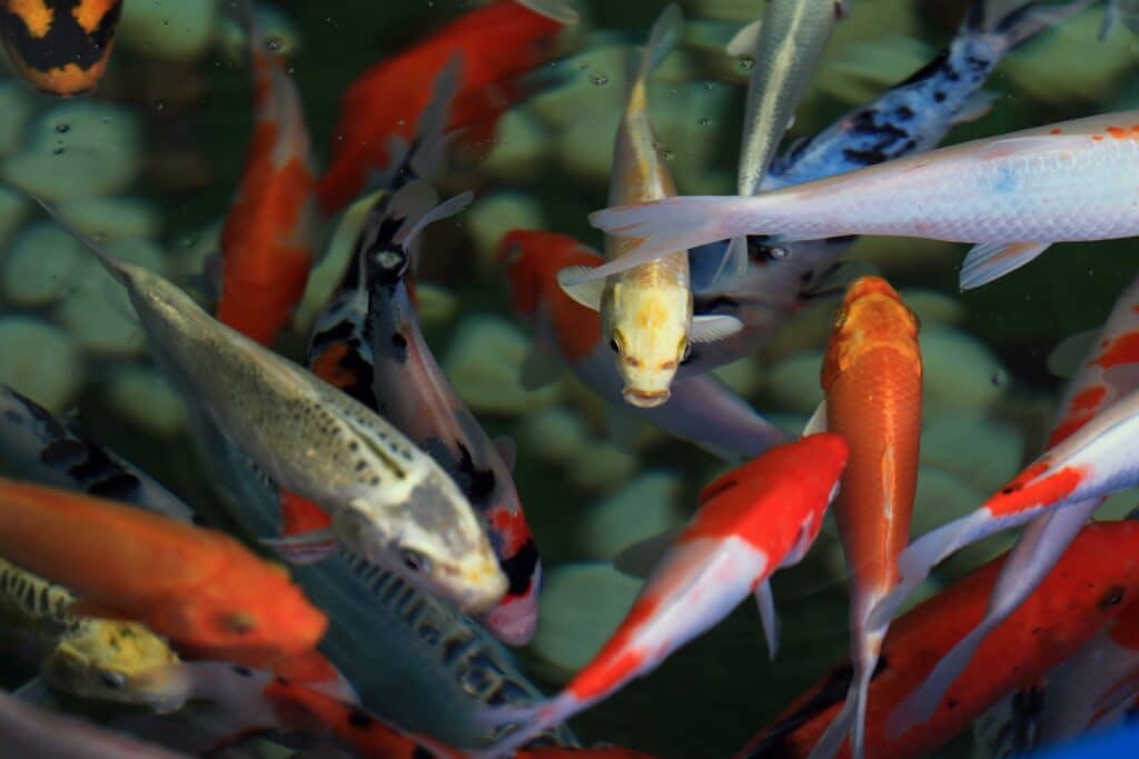 Healthy Fish