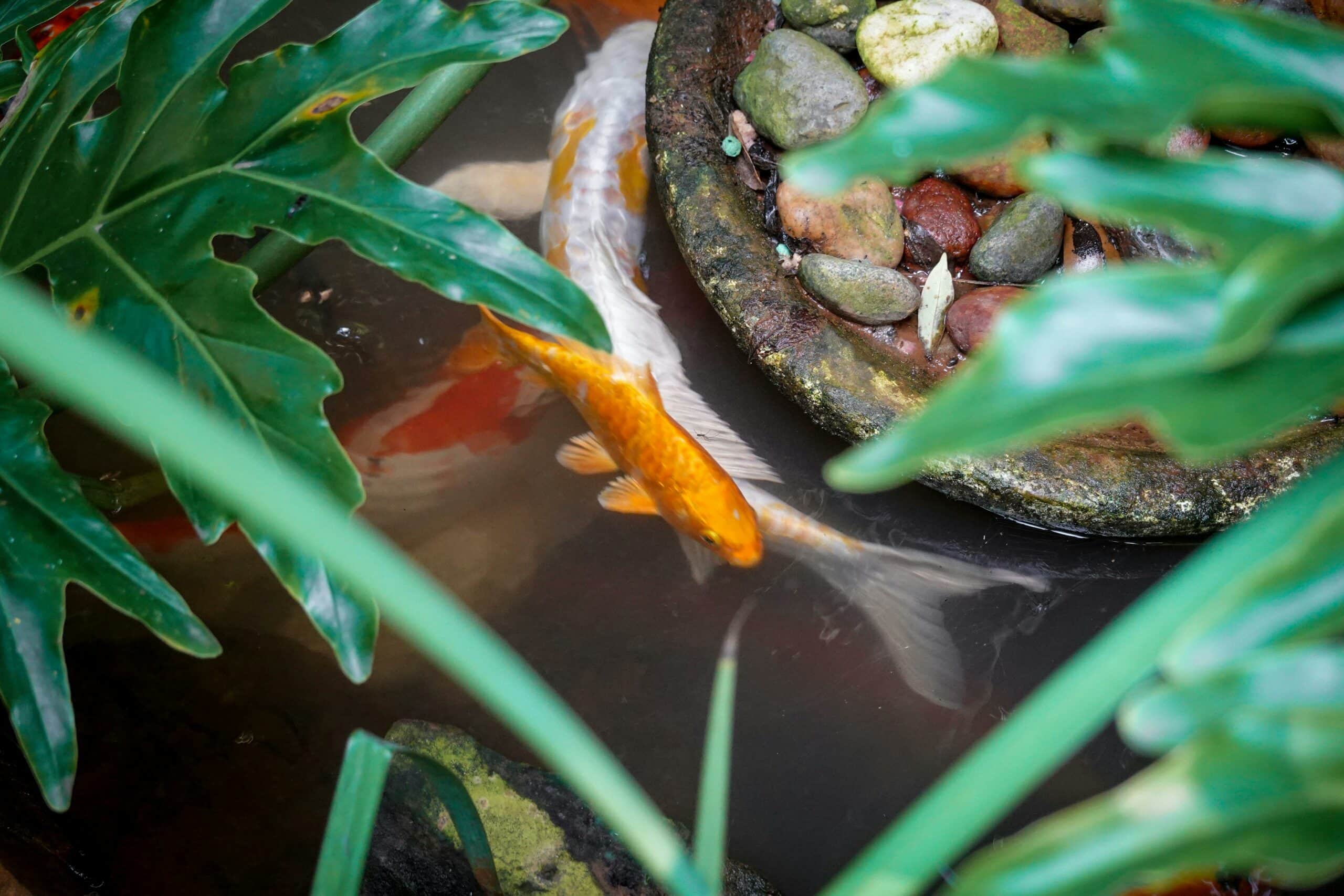 pondfishandplant
