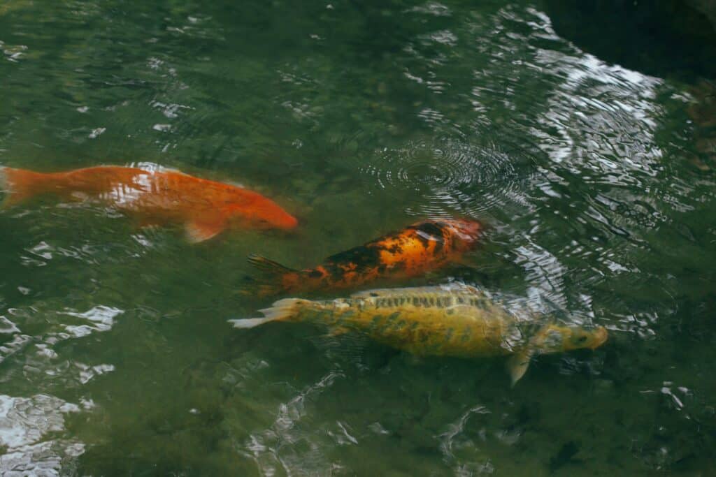 Fishpond