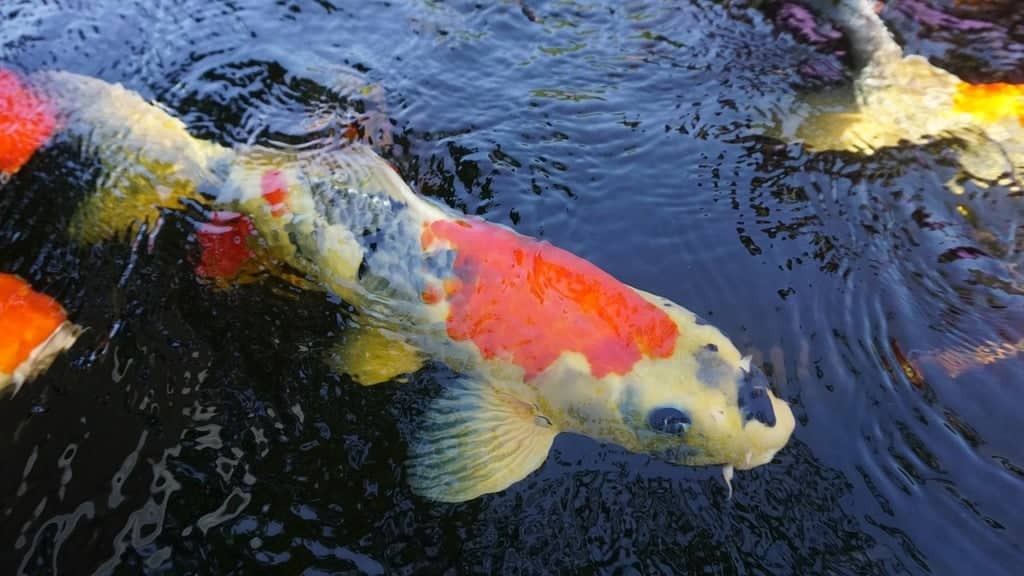 Clear Fish Pond