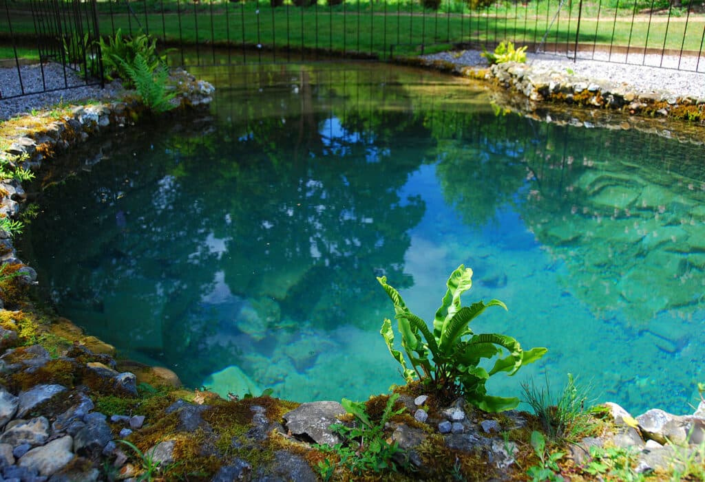 Clear Fish Pond