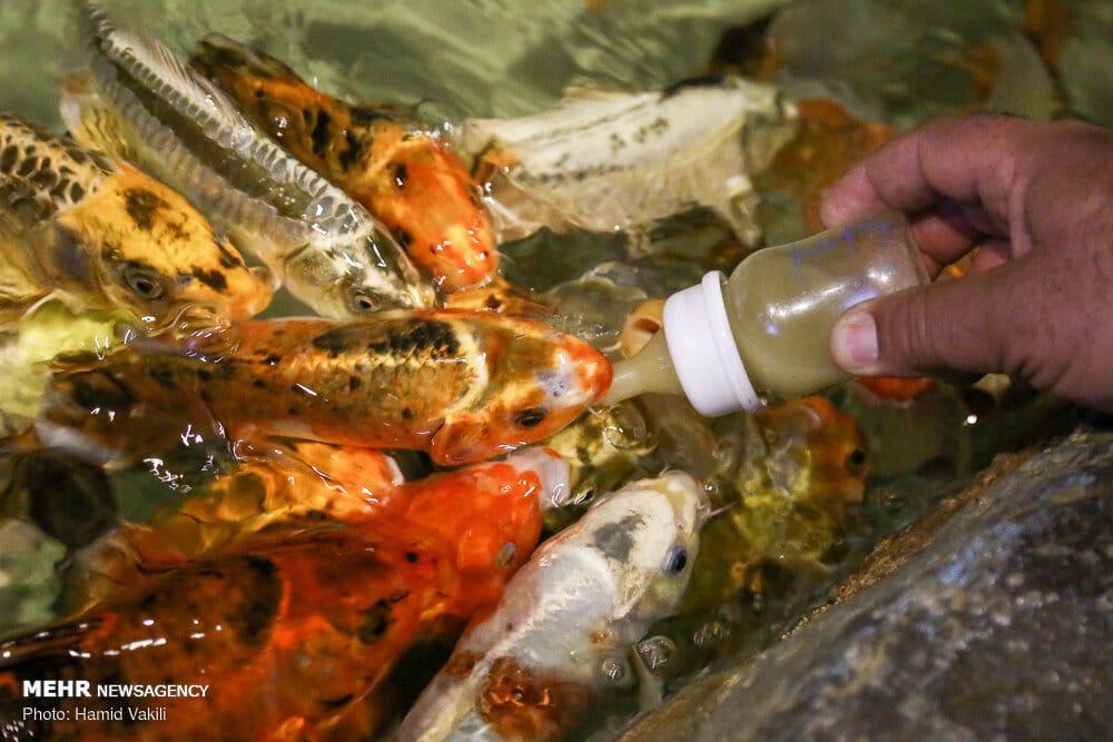 Feeding Fish
