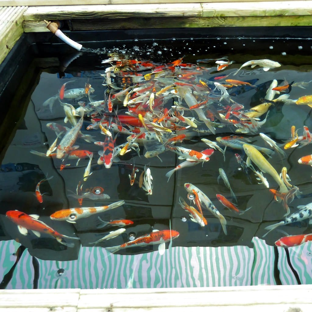 Fish Pond