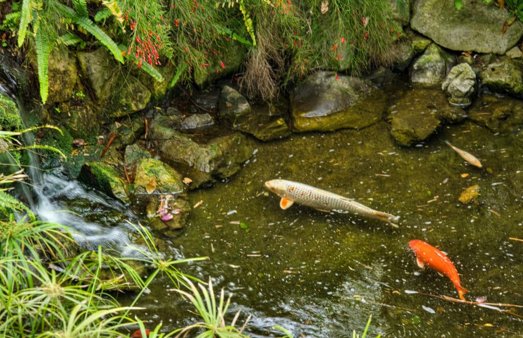 Fish Pond