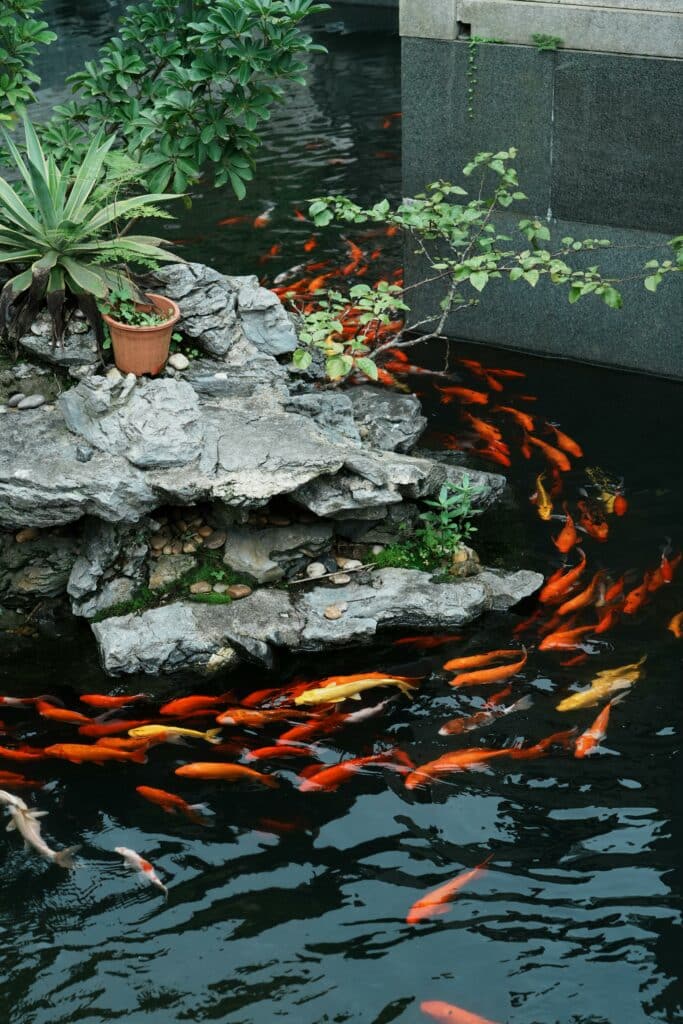 Fish Pond