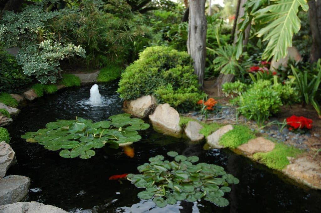 Fish Pond
