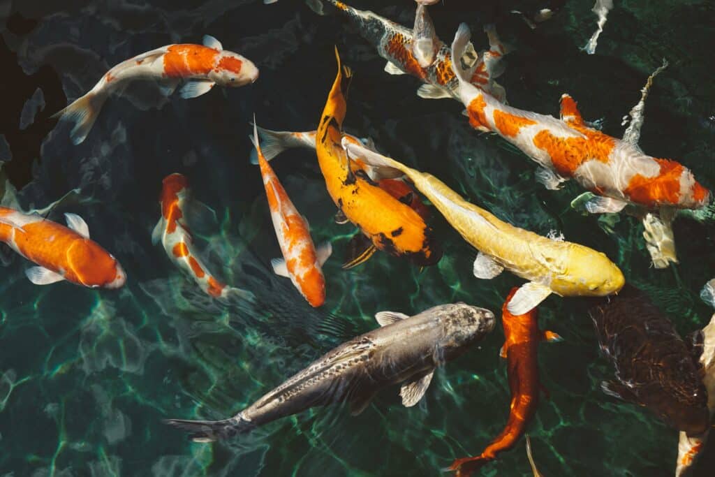 Healthy Fish