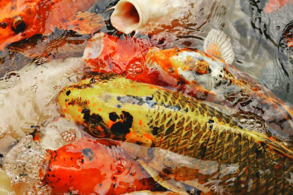 Koi Ponds
